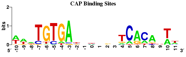 CAP Binding Site Logo